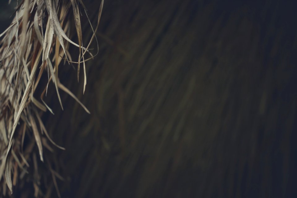 Dried Leaf Background