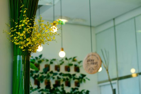 Indoor Plants