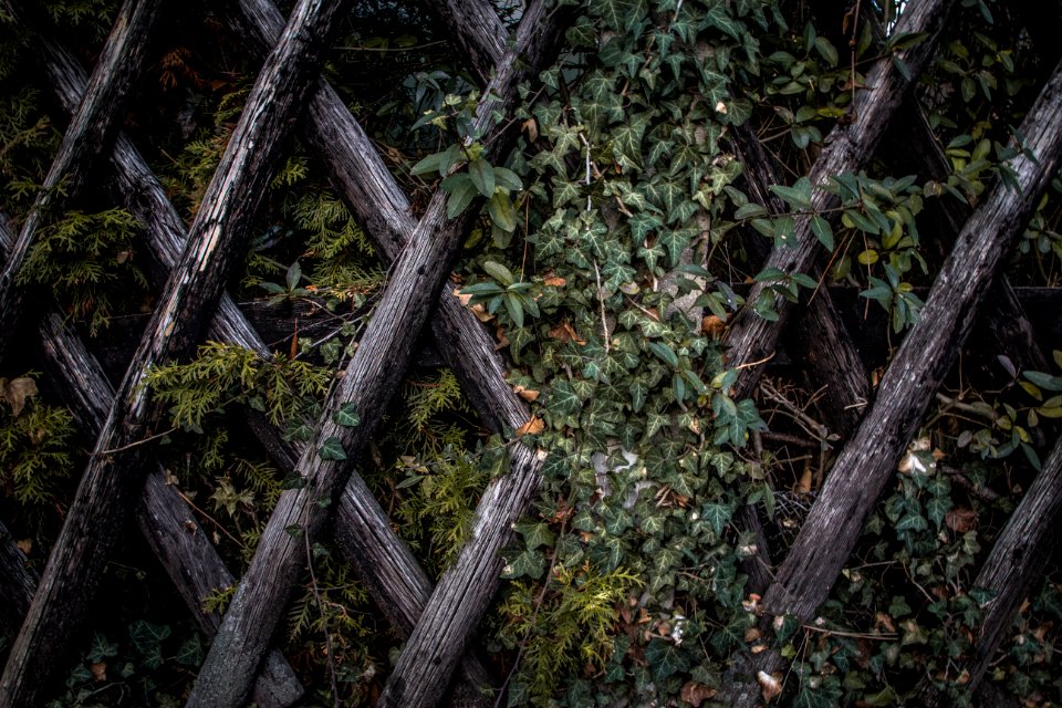 Ivy On Wood Lattice Fence