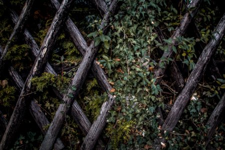 Ivy On Wood Lattice Fence