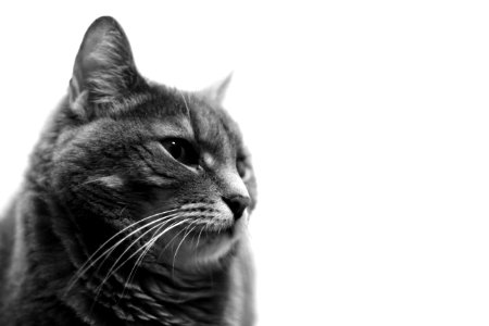 Black And White Cat Portrait photo