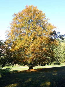 Park tree fall color