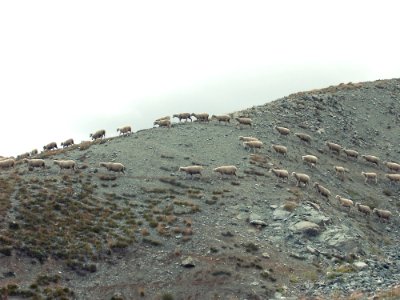 Sheep On Hillside