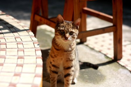 Brown Tabby Cat Sitting On Concrete Floor During Daytime photo