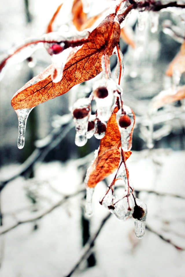 Withered Leaves Of Tree Covered With Water Close Photography