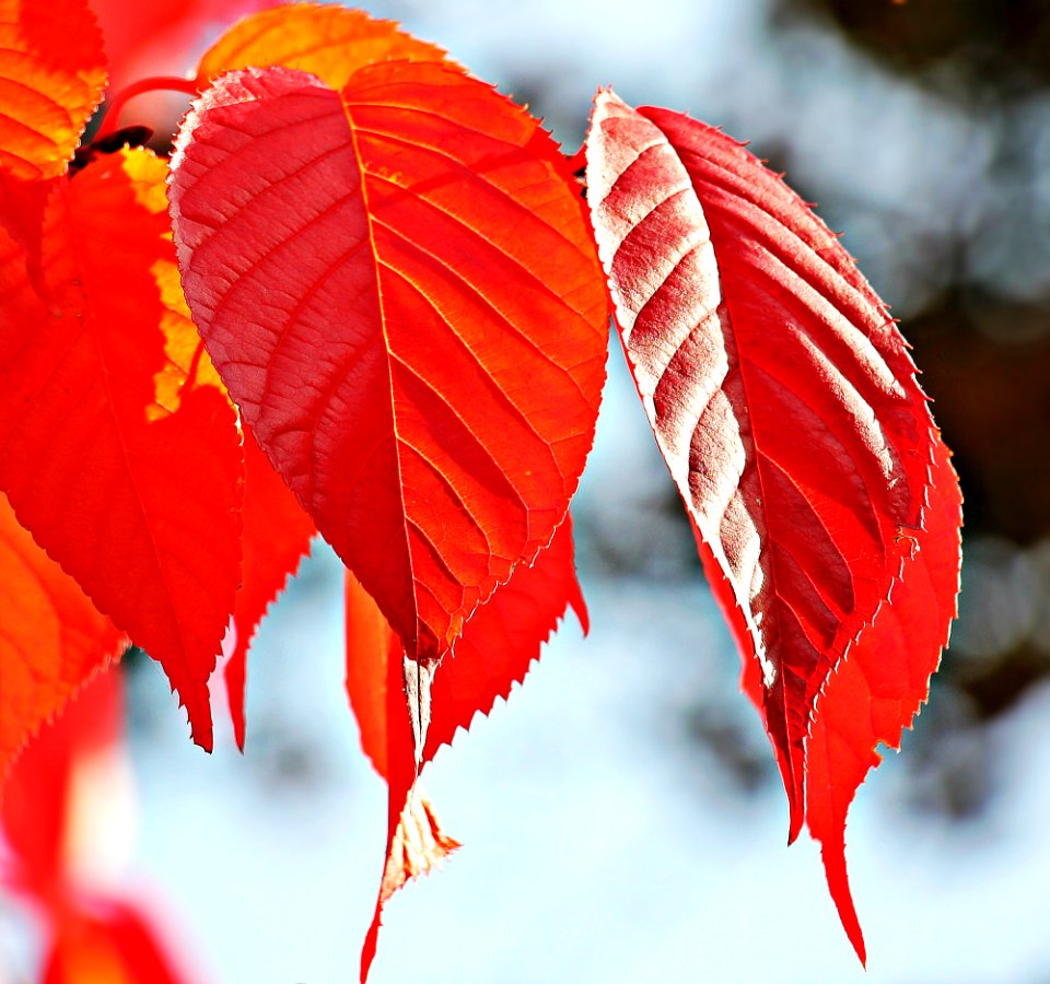 Close Up Of Fall Foliage
