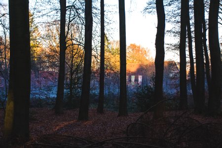 Sunset In Rural Woods