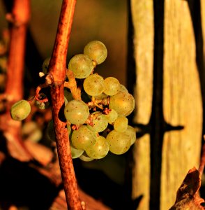 Grapes On Vine photo