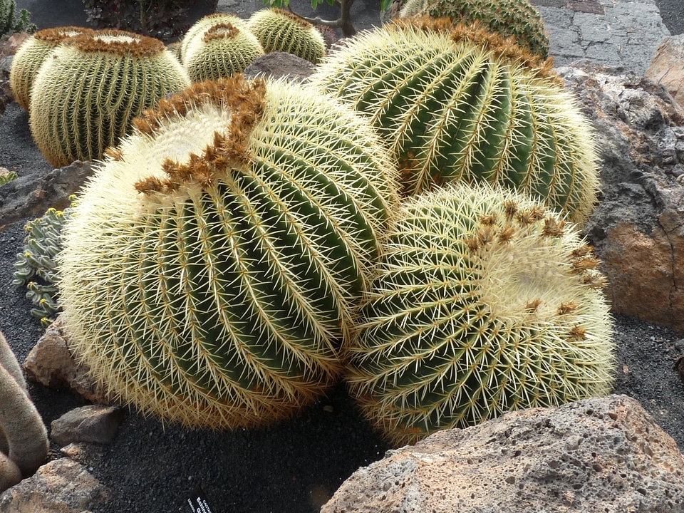 Ball spur ball cactus