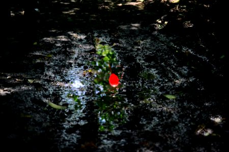 Red Flower In Mud