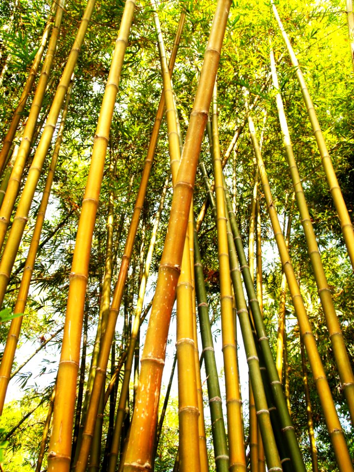 Bamboo Tree During Daytime