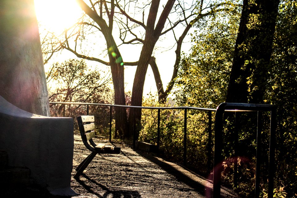 Black And Grey Vacant Bench Surrounded By Trees During Daytime
