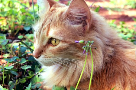 Outdoor Cat Portrait photo