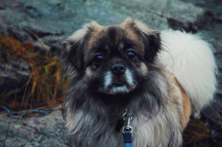 Dog On Leash Outdoors