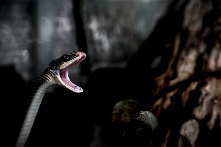 Open Snake Jaws photo