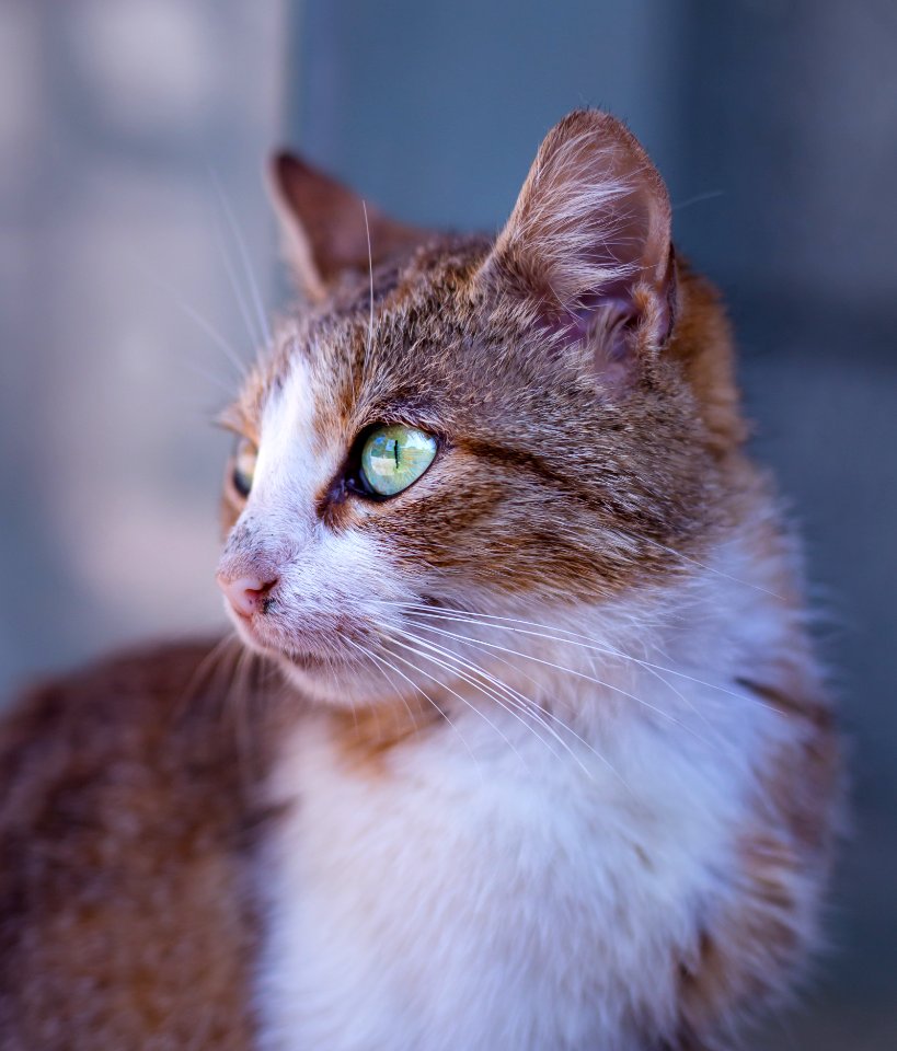Tan And White Short Fur Cat On Close Up Photography