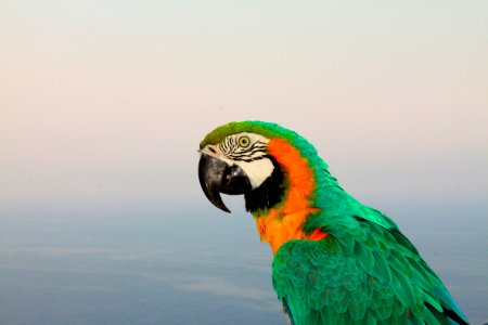 Colorful Parrot Against Blue Skies