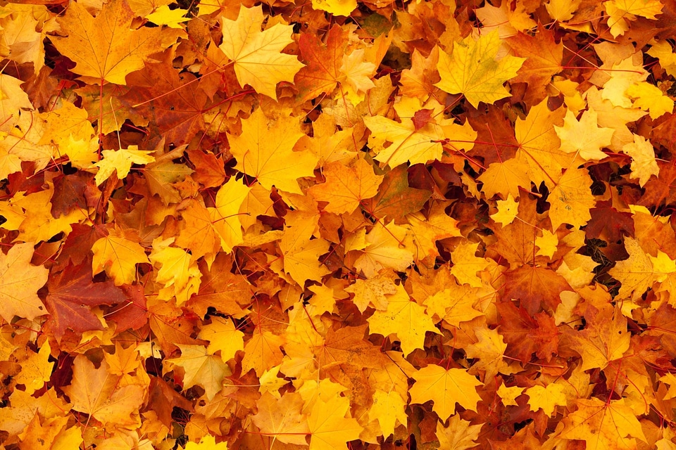 Fall foliage gold photo