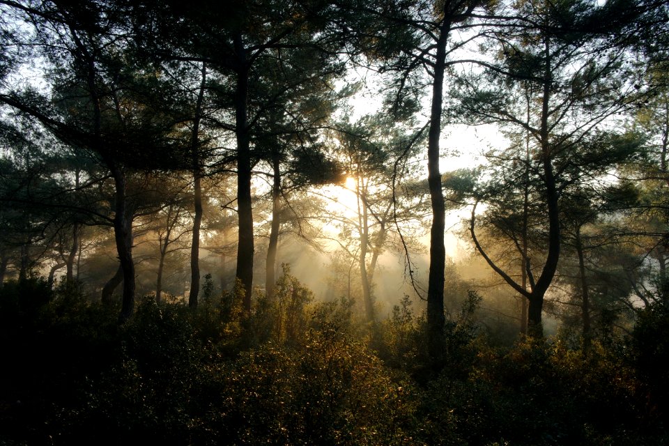 Sunlight In Forest