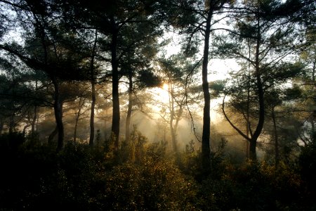 Sunlight In Forest photo