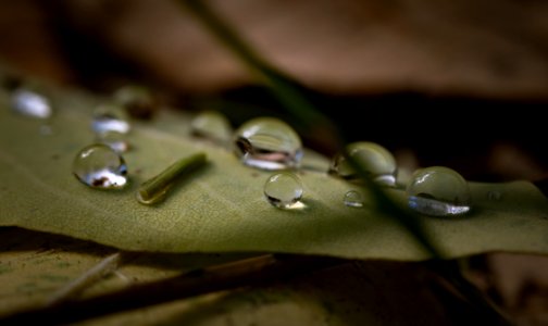 Drop Of Water On Green Leaf Plant photo