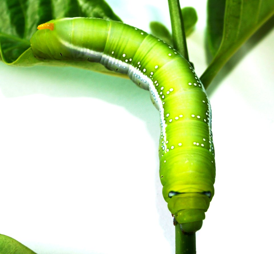 Green Caterpillar
