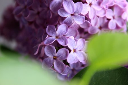 Selective Focus Of Purple Flowers photo