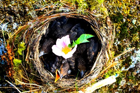 Hungry Baby Birds