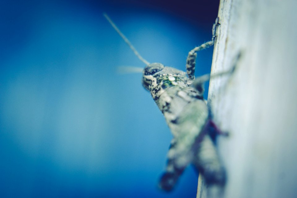 Grasshopper On Wood