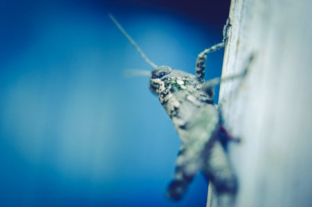 Grasshopper On Wood photo