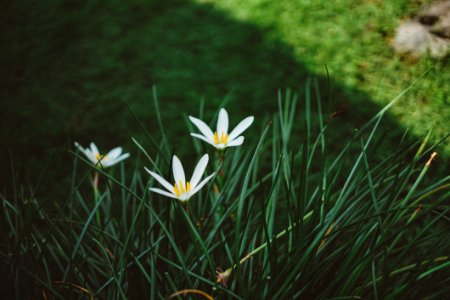 White Rain Lilies At Daytime Close Up Photography