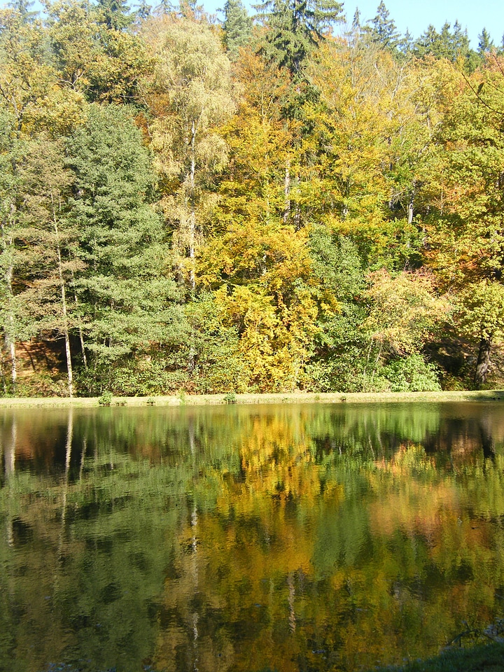 Park tree autumn forest