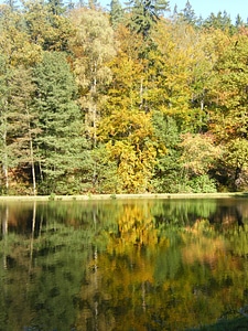 Park tree autumn forest photo