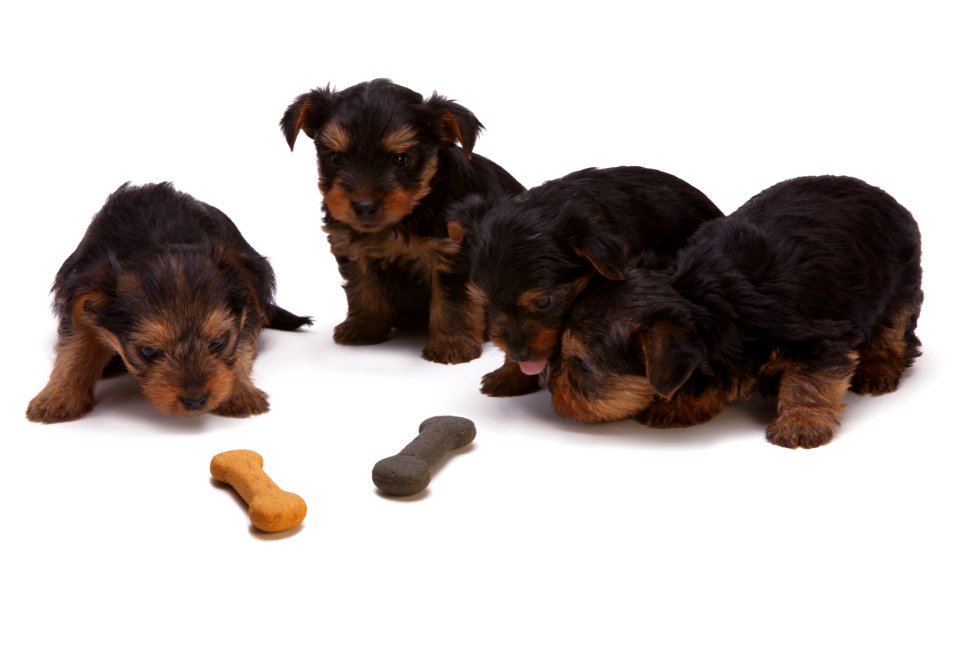 Black And Tan Yorkshire Terrier Puppy
