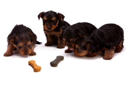 Black And Tan Yorkshire Terrier Puppy photo