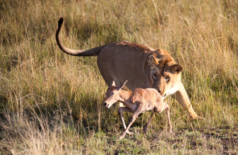 Picture Of Tigress On Green Grass Field