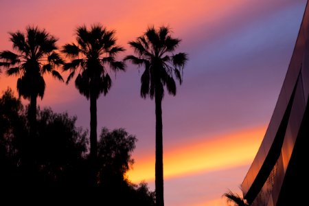 Low Angle View Of Three Palm Trees During Sunset