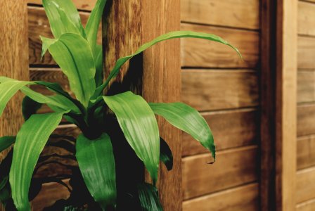 Green Leafed Plant By The Brown Wooden Fence photo