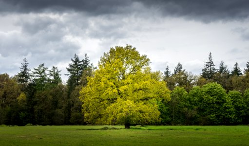 Tree In Green Field