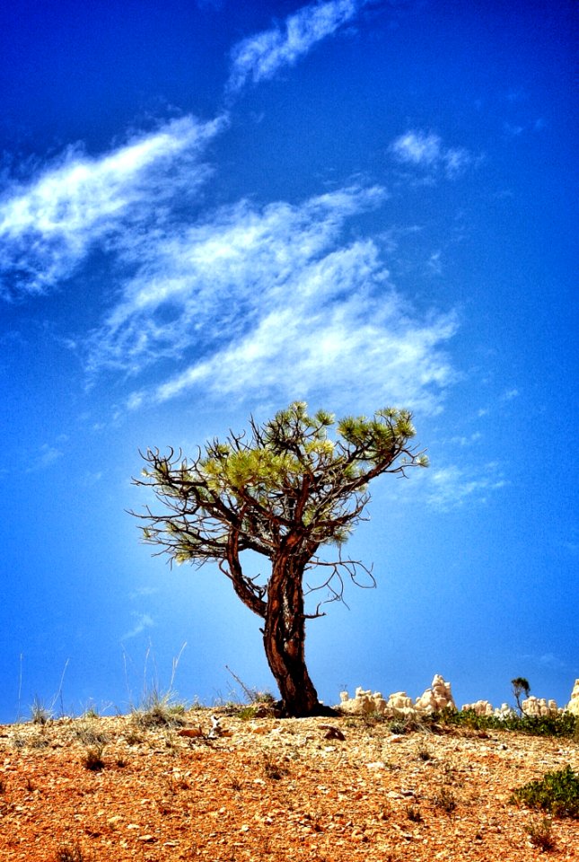 Tree On Hillside Against Blue Skies