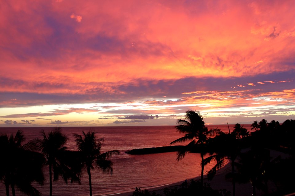 Palm Tree View During Sunset