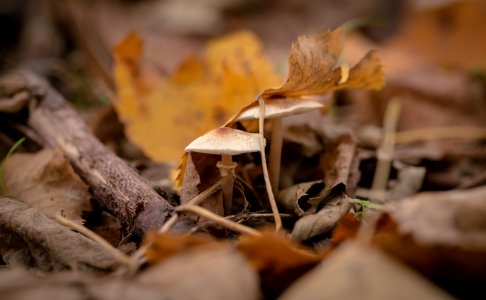 Dried Leaves photo