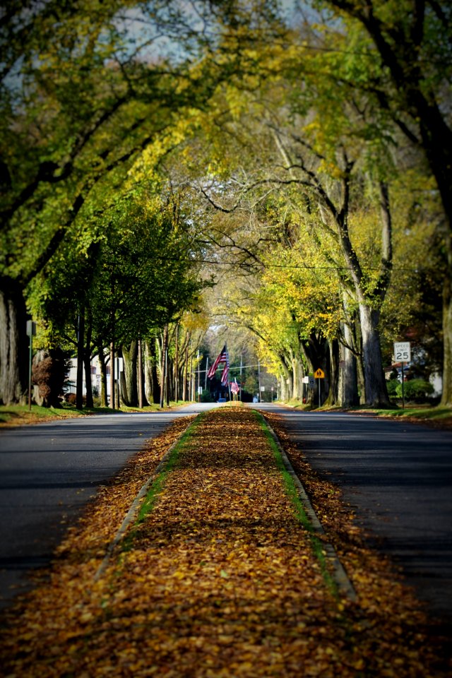 Brown Dried Leaves On Gray Paved Road Surrounded By Green Leaf Trees