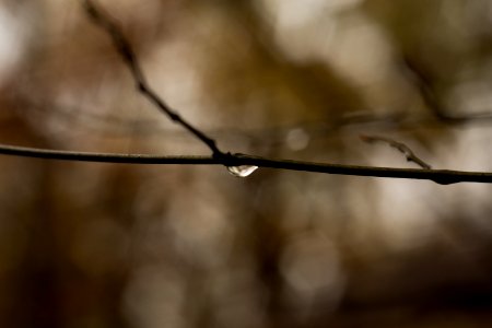 Macro Shot Of Water Drop On Tree Branch photo