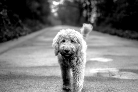 Dog On Path photo