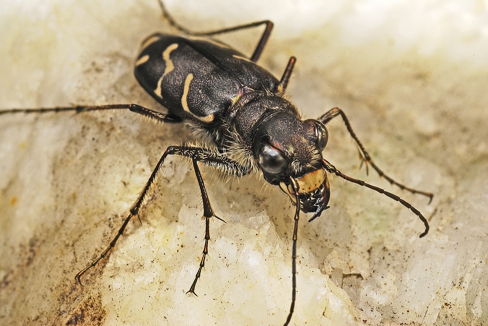 Insects biology ecology