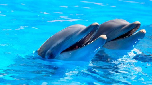 2 Dolphin During Daytime