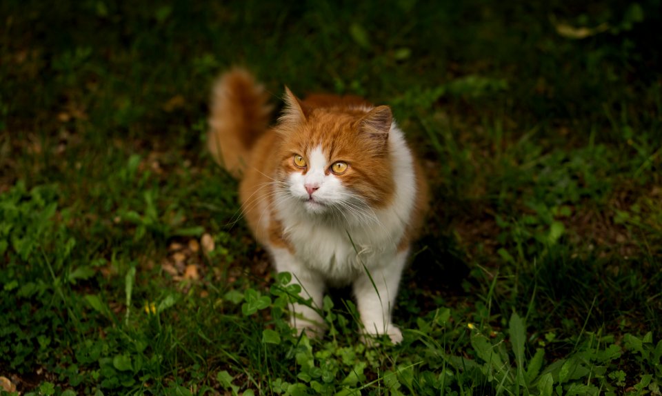 Somali Cat On Grass Close Up Photo photo