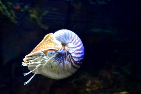 Aquatic Animal In Aquarium photo