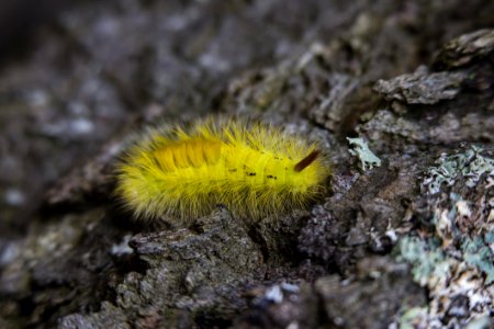 Yellow Tussock Moth Caterpillar On Black Rock Close Up Photography photo